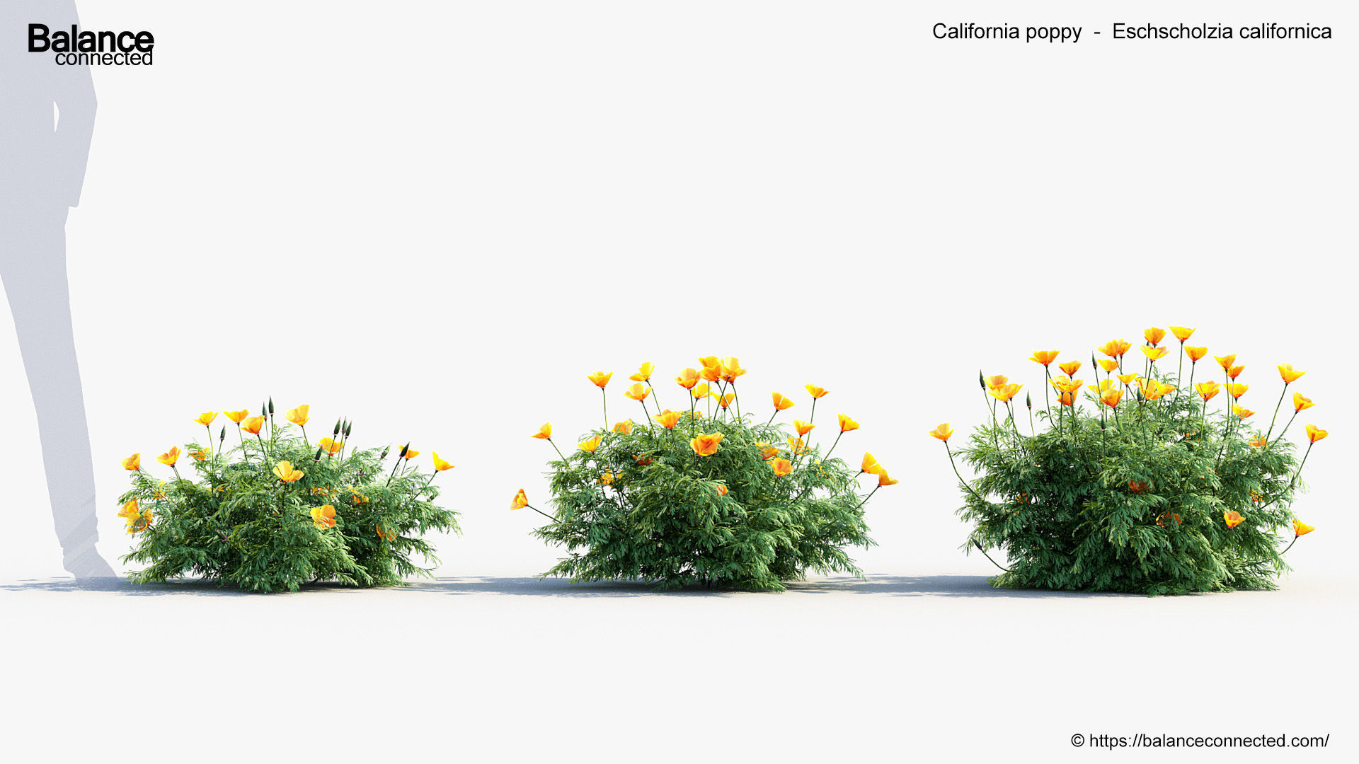 California poppy Eschscholzia californica 3D Model 3D model_3