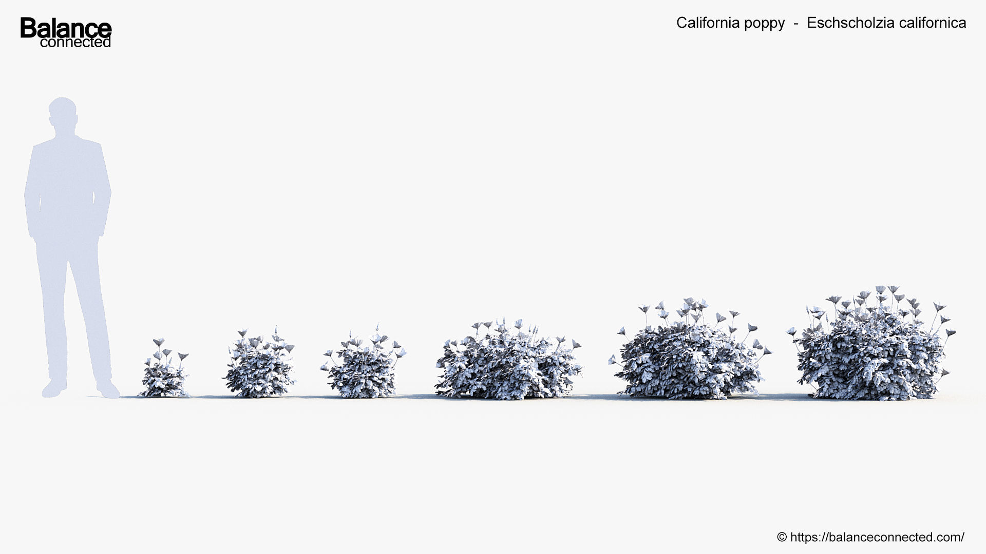 California poppy Eschscholzia californica 3D Model 3D model_6