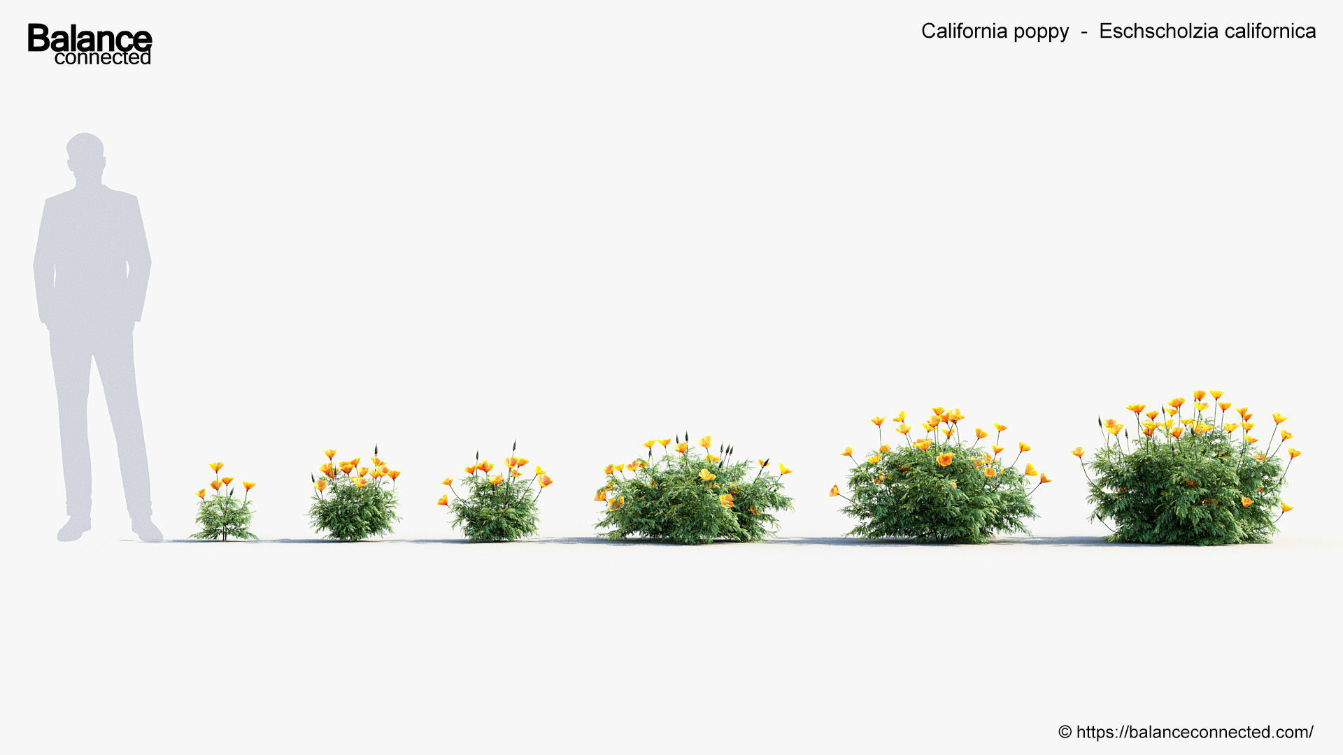 California poppy Eschscholzia californica 3D Model 3D model_1