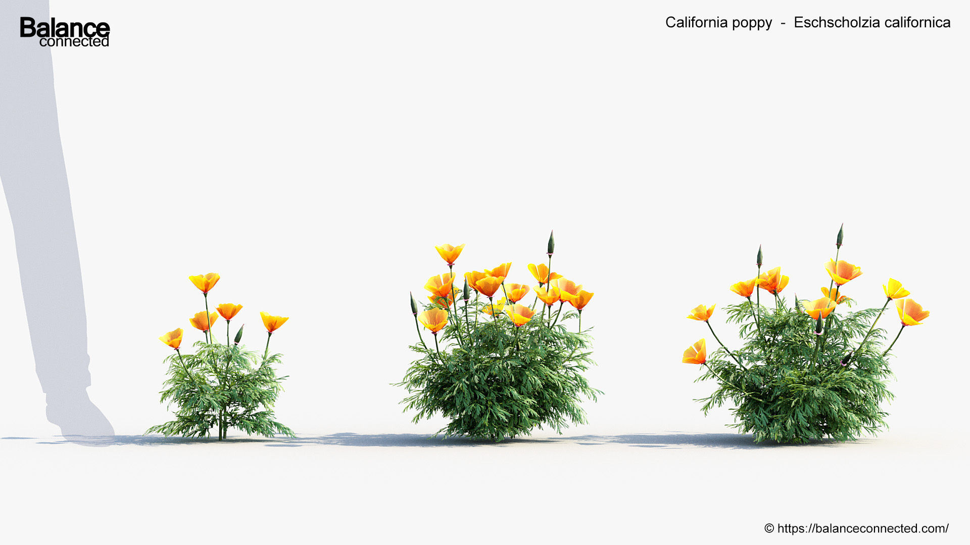California poppy Eschscholzia californica 3D Model 3D model_2