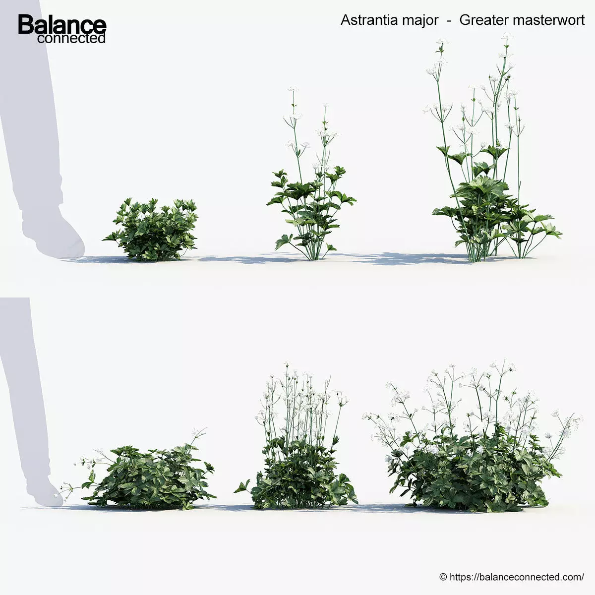 Astrantia major Greater masterwort 3D Model 3D model