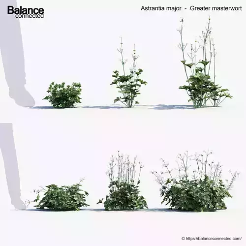 Astrantia major Greater masterwort 3D Model