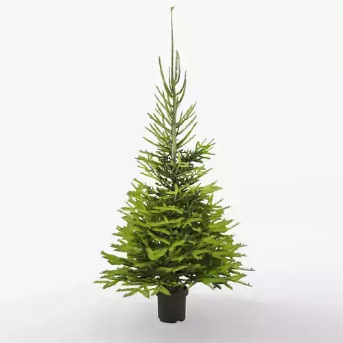 Norway spruce 3D Model
