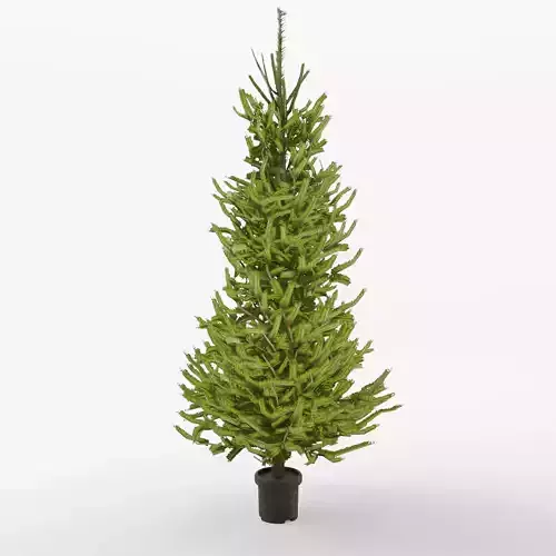 Norway Spruce 3D Model