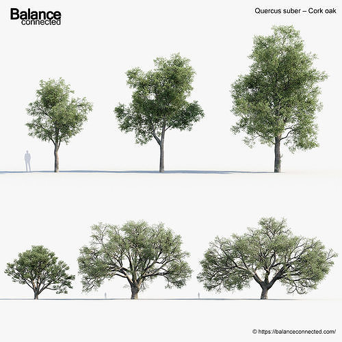 Quercus suber Cork oak 3D model