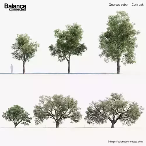 Quercus suber Cork oak