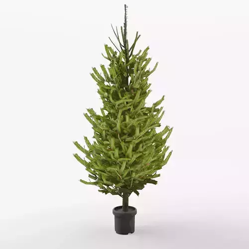 Norway Spruce 3D Model