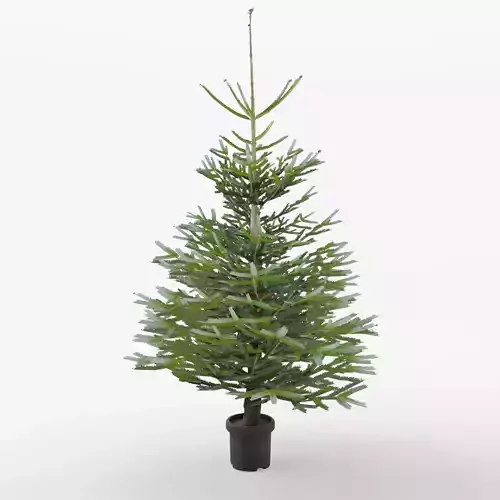 Norway Spruce 3D Model