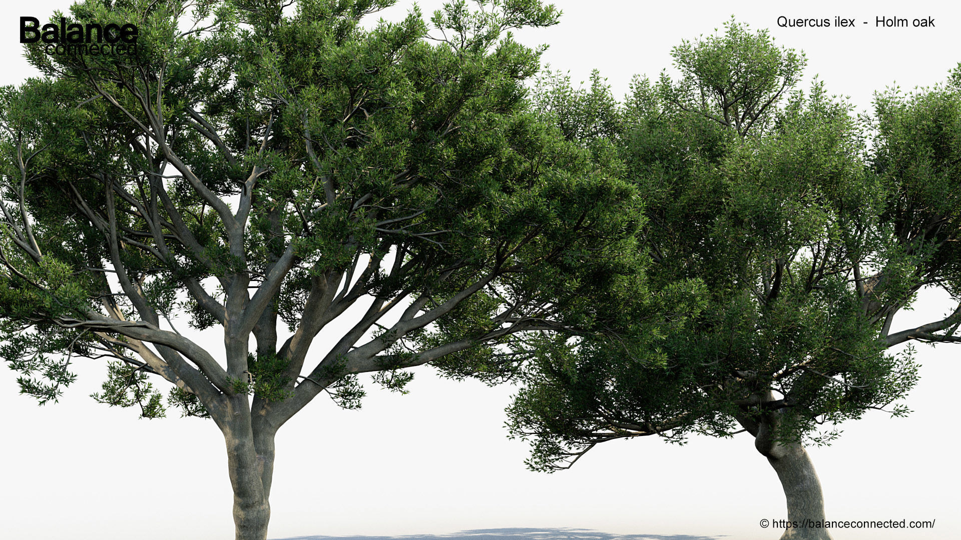 Quercus ilex Holm oak 3D Model 3D model_4