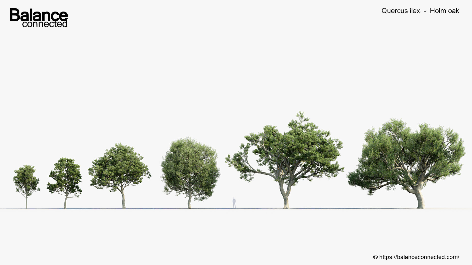 Quercus ilex Holm oak 3D Model 3D model_1