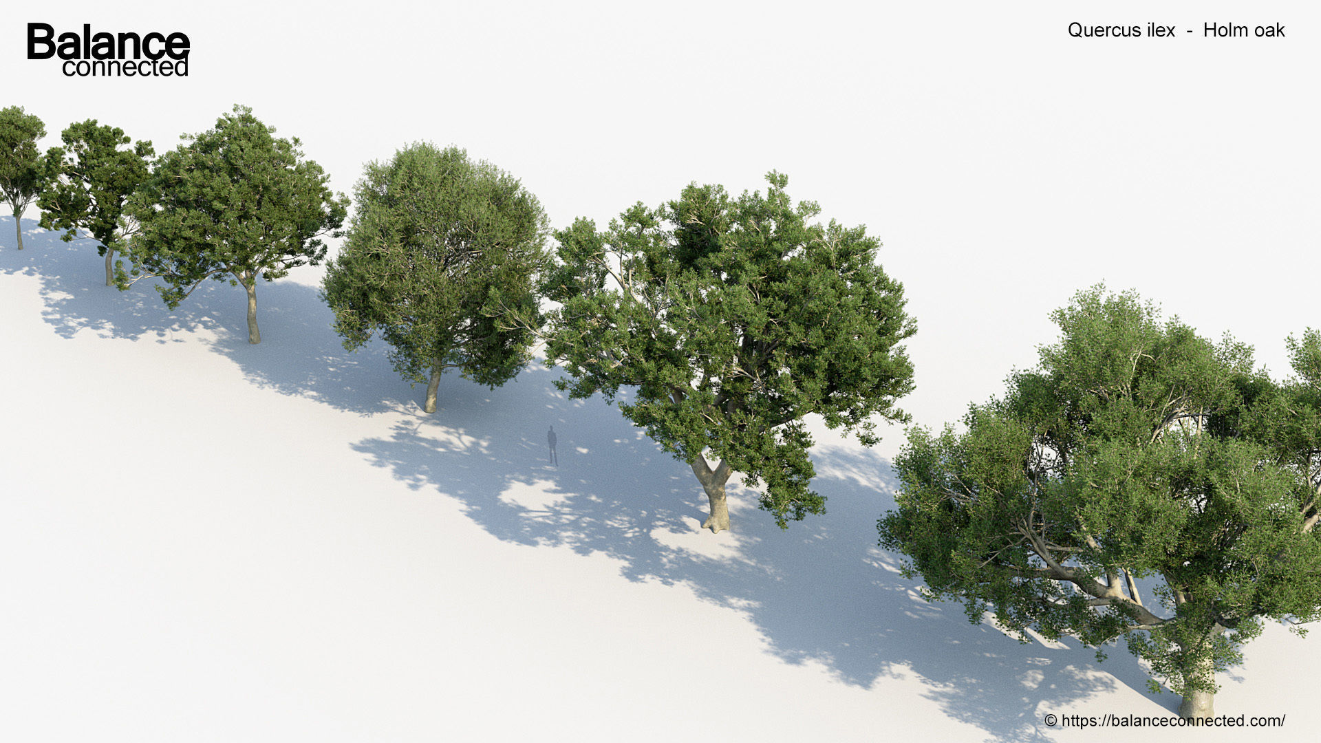 Quercus ilex Holm oak 3D Model 3D model_5