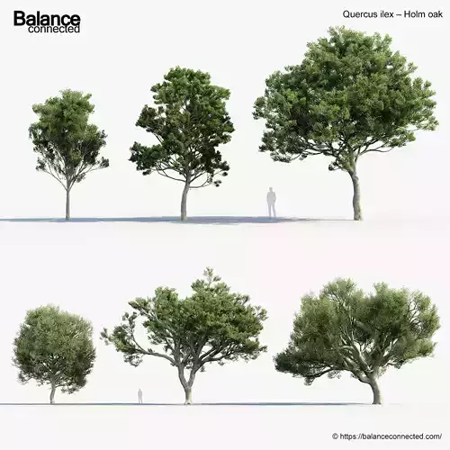 Quercus ilex Holm oak 3D Model