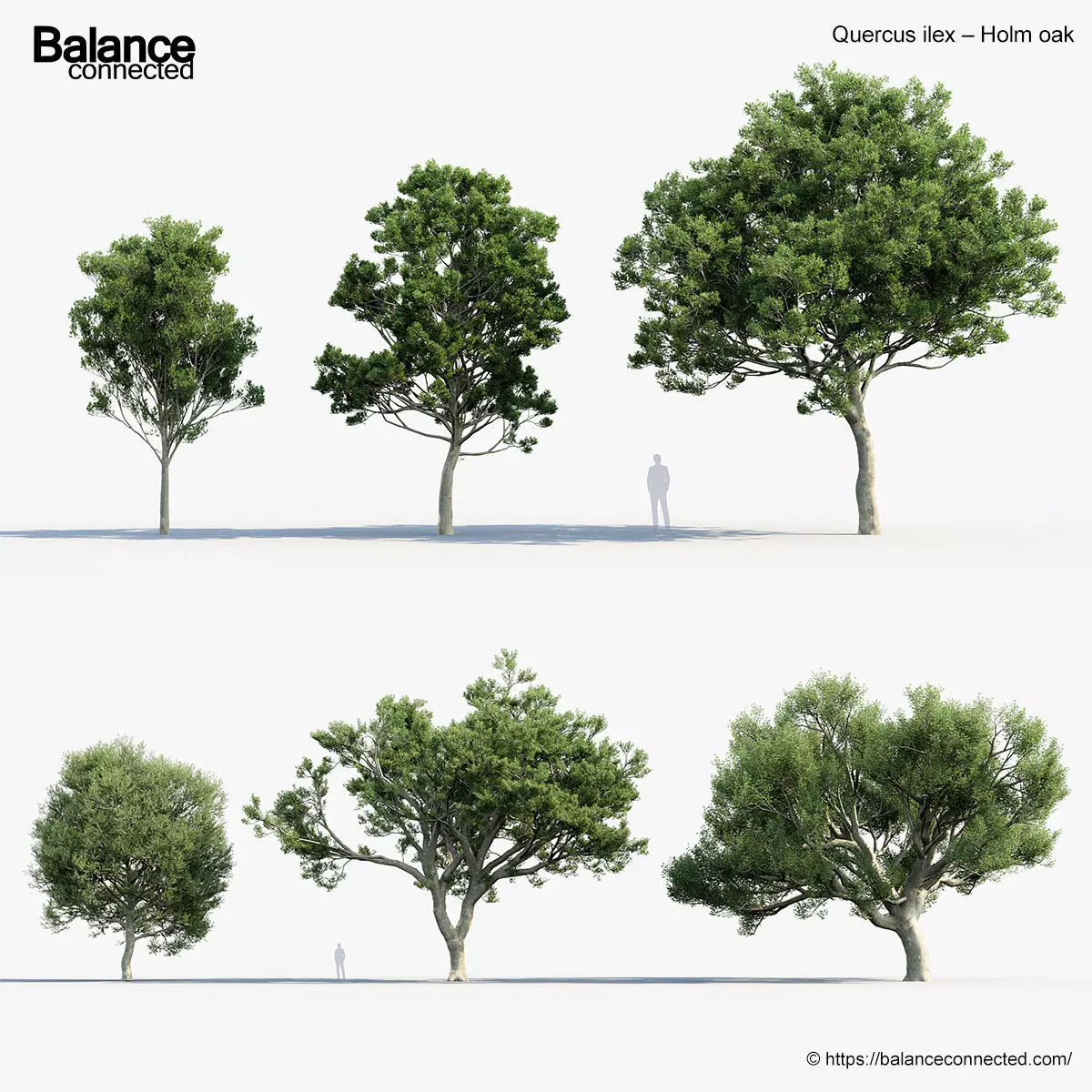 Quercus ilex Holm oak 3D Model 3D model_0