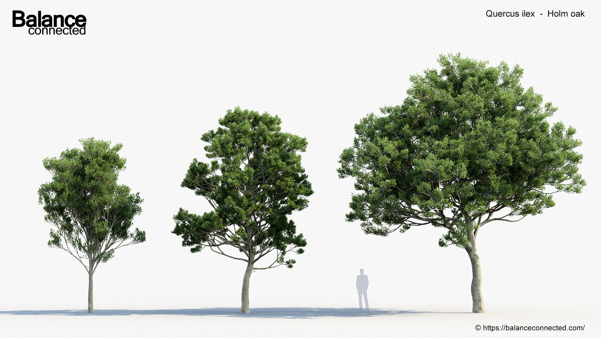 Quercus ilex Holm oak 3D Model 3D model_2