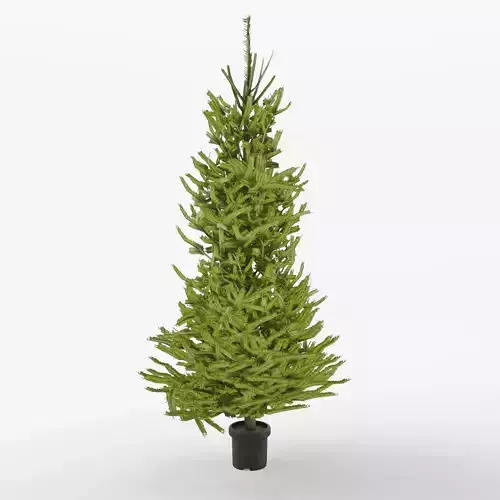 Norway Spruce 3D Model