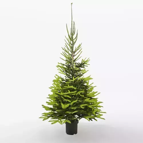 Norway Spruce 3D Model Low-poly 3D model