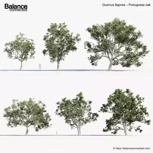Quercus faginea Portuguese oak 3D Model
