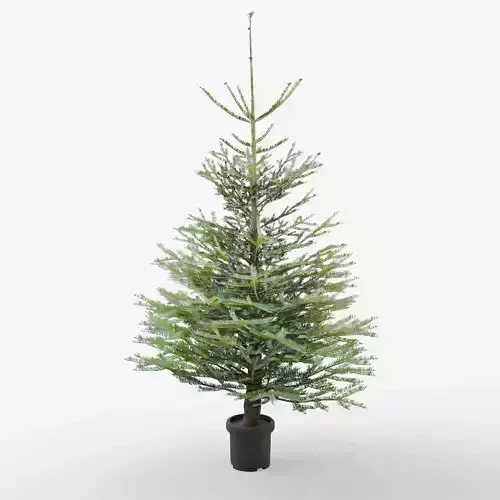 Nordmann Fir  3D Model