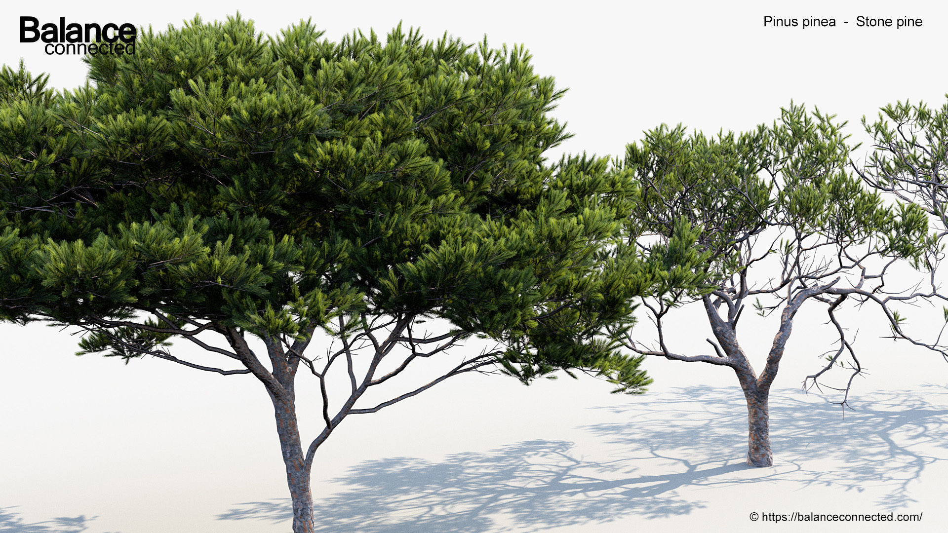 Pinus pinea Stone pine 3D Model 3D model_4