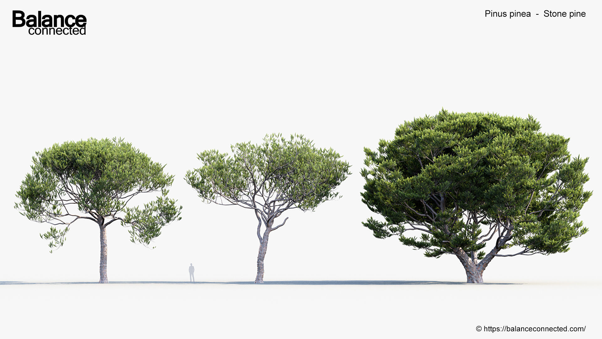 Pinus pinea Stone pine 3D Model 3D model_2