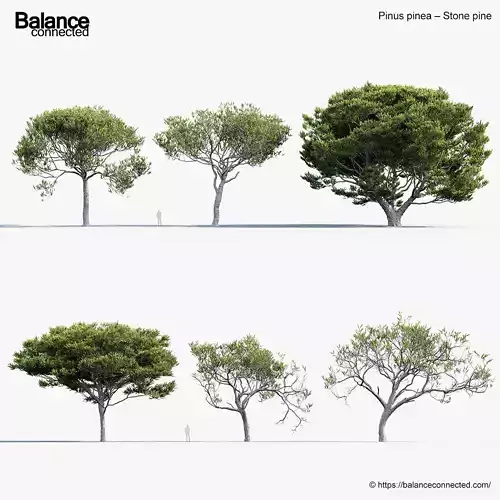 Pinus pinea Stone pine 3D Model