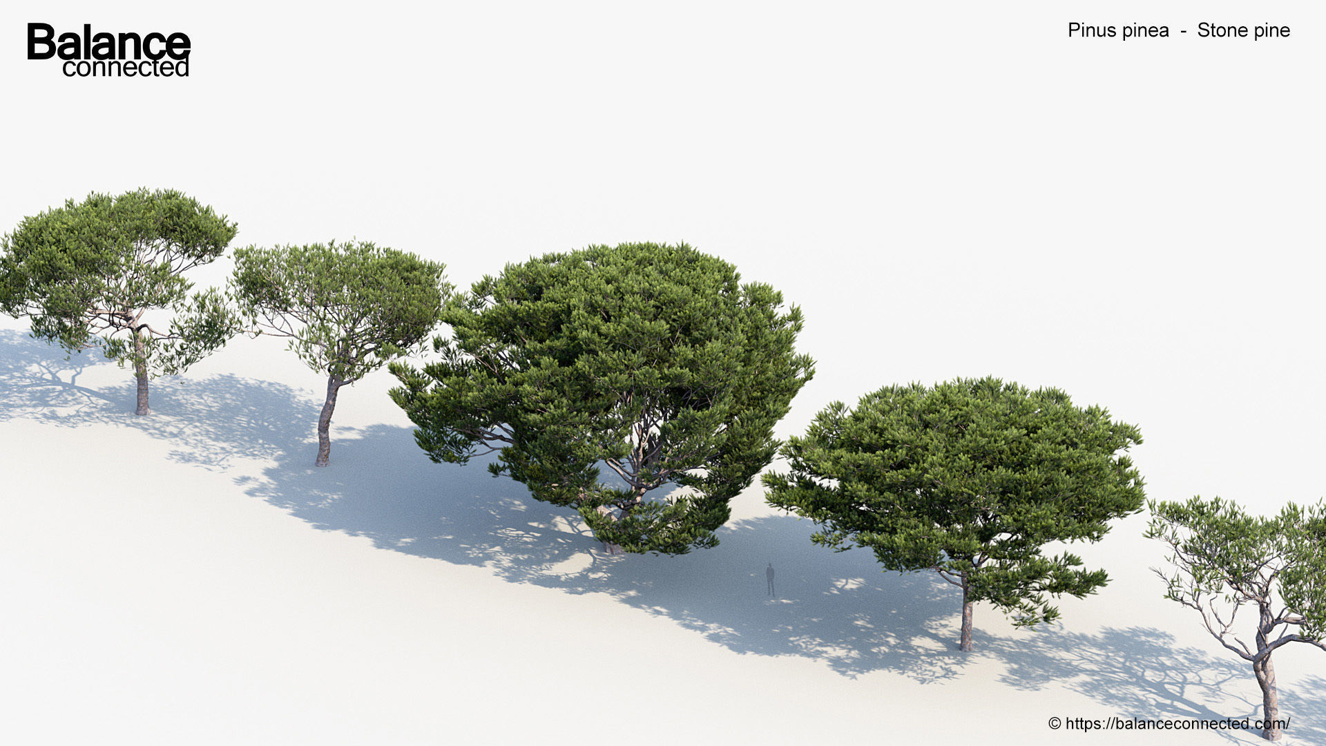 Pinus pinea Stone pine 3D Model 3D model_5