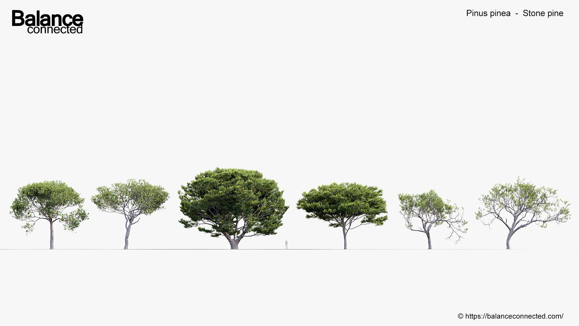 Pinus pinea Stone pine 3D Model 3D model_1