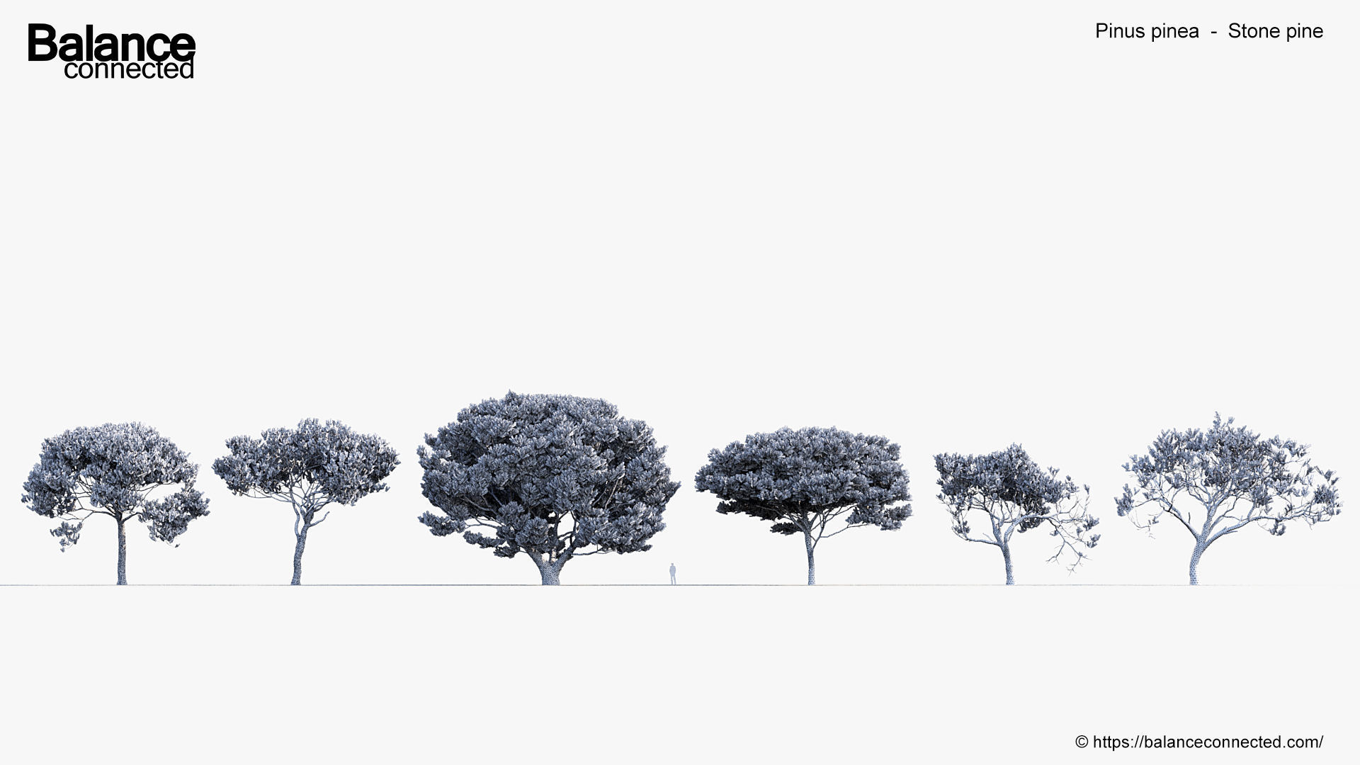 Pinus pinea Stone pine 3D Model 3D model_6