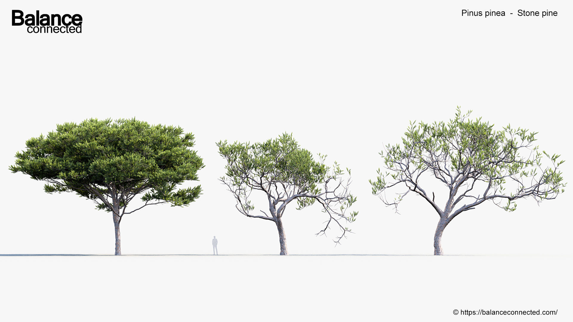 Pinus pinea Stone pine 3D Model 3D model_3