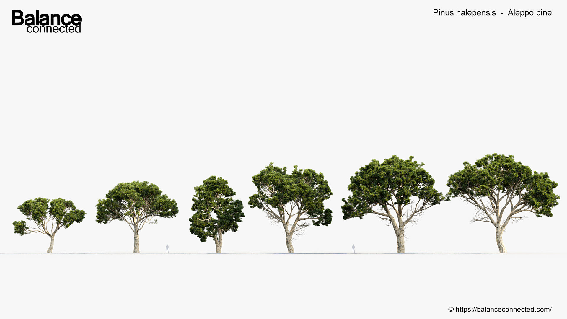 Pinus halepensis Aleppo pine 3D Model 3D model_1