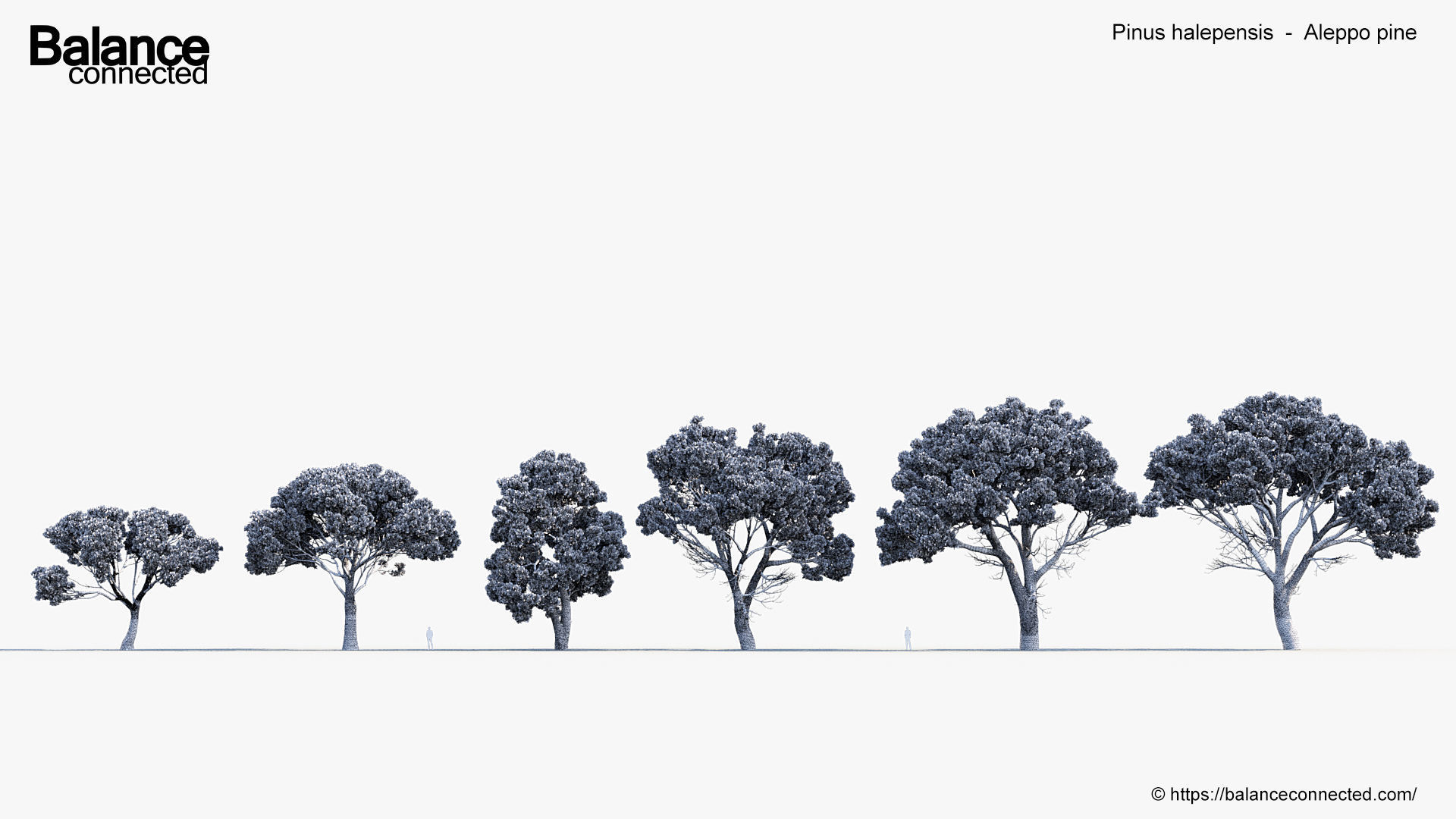 Pinus halepensis Aleppo pine 3D Model 3D model_6