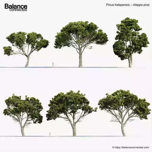 Pinus halepensis Aleppo pine 3D Model