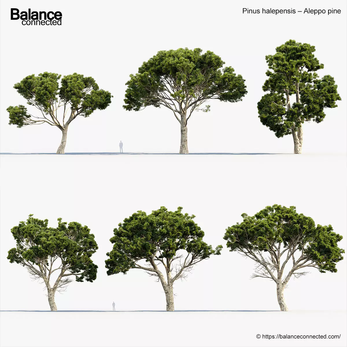 Pinus halepensis Aleppo pine 3D Model 3D model_0