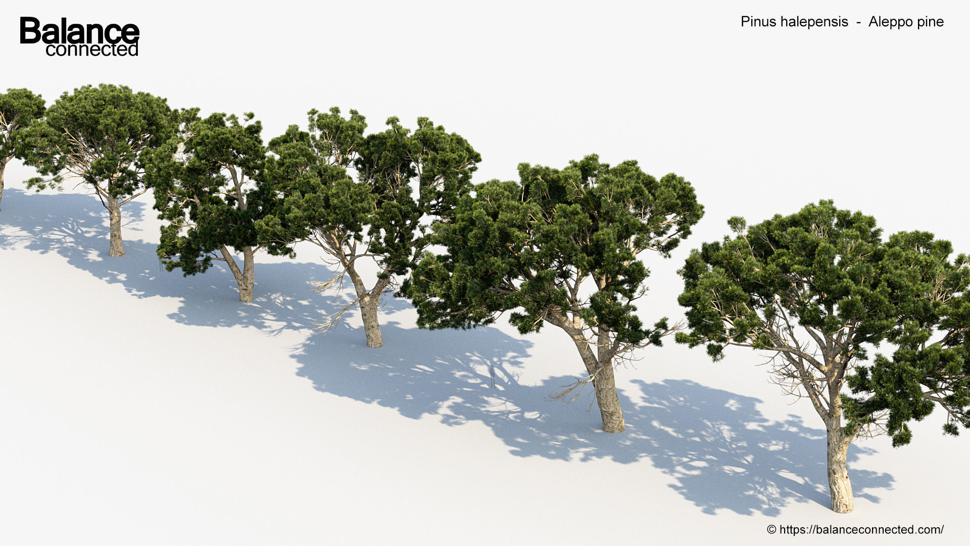 Pinus halepensis Aleppo pine 3D Model 3D model_5