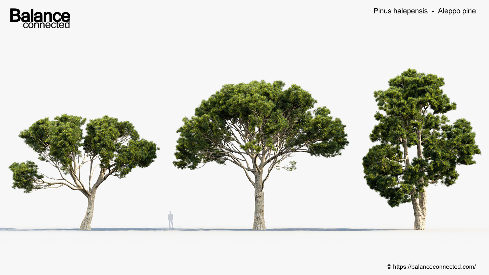 Pinus halepensis Aleppo pine 3D Model 3D model_2