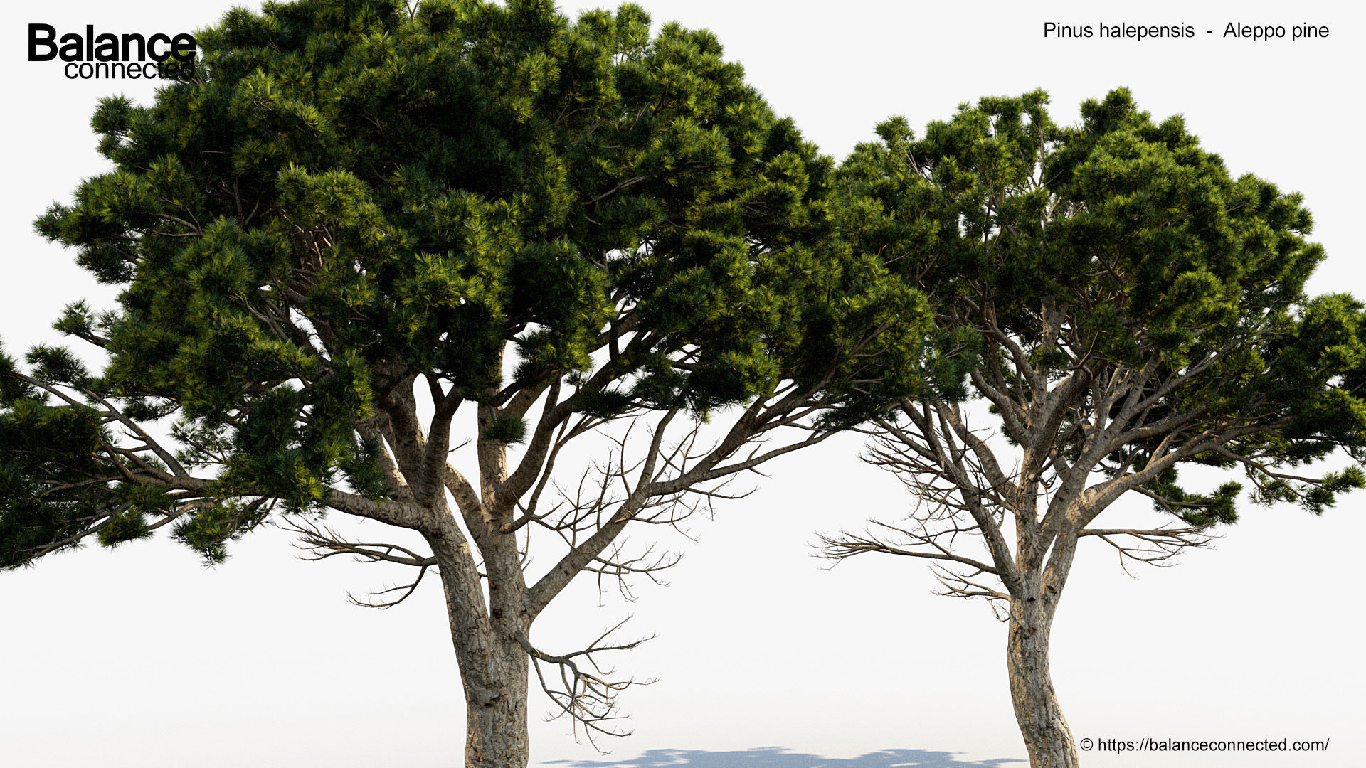 Pinus halepensis Aleppo pine 3D Model 3D model_4