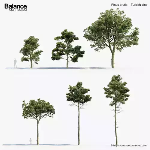 Pinus brutia Turkish pine 3D Model