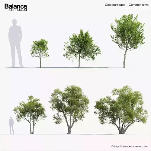 Olea europaea Common olive 3D Model
