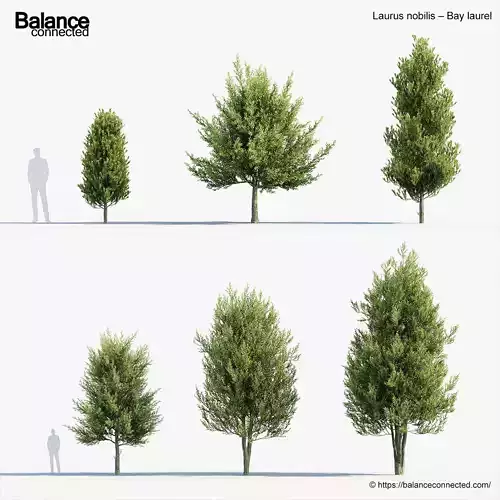 Laurus nobilis Bay laurel 3D Model 3D model