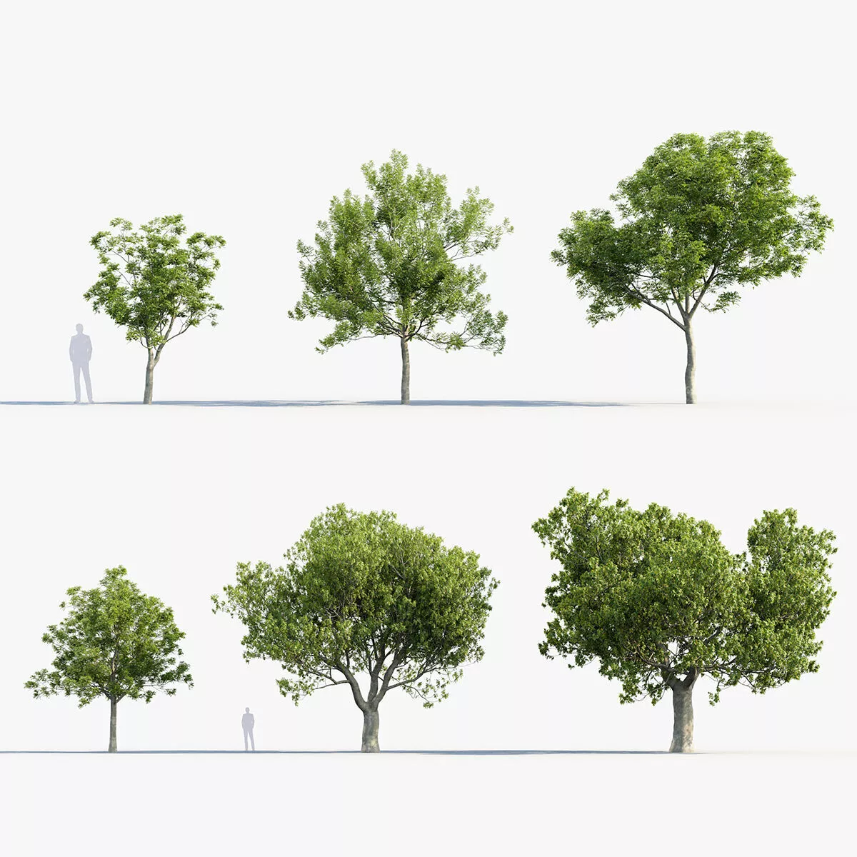 Fraxinus ornus - Flowering ash 3D model