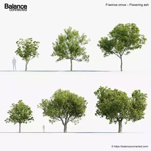 Fraxinus ornus Flowering ash 3D Model