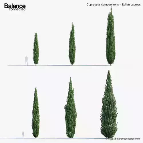 Cupressus sempervirens Italian cypress 3D Model 3D model