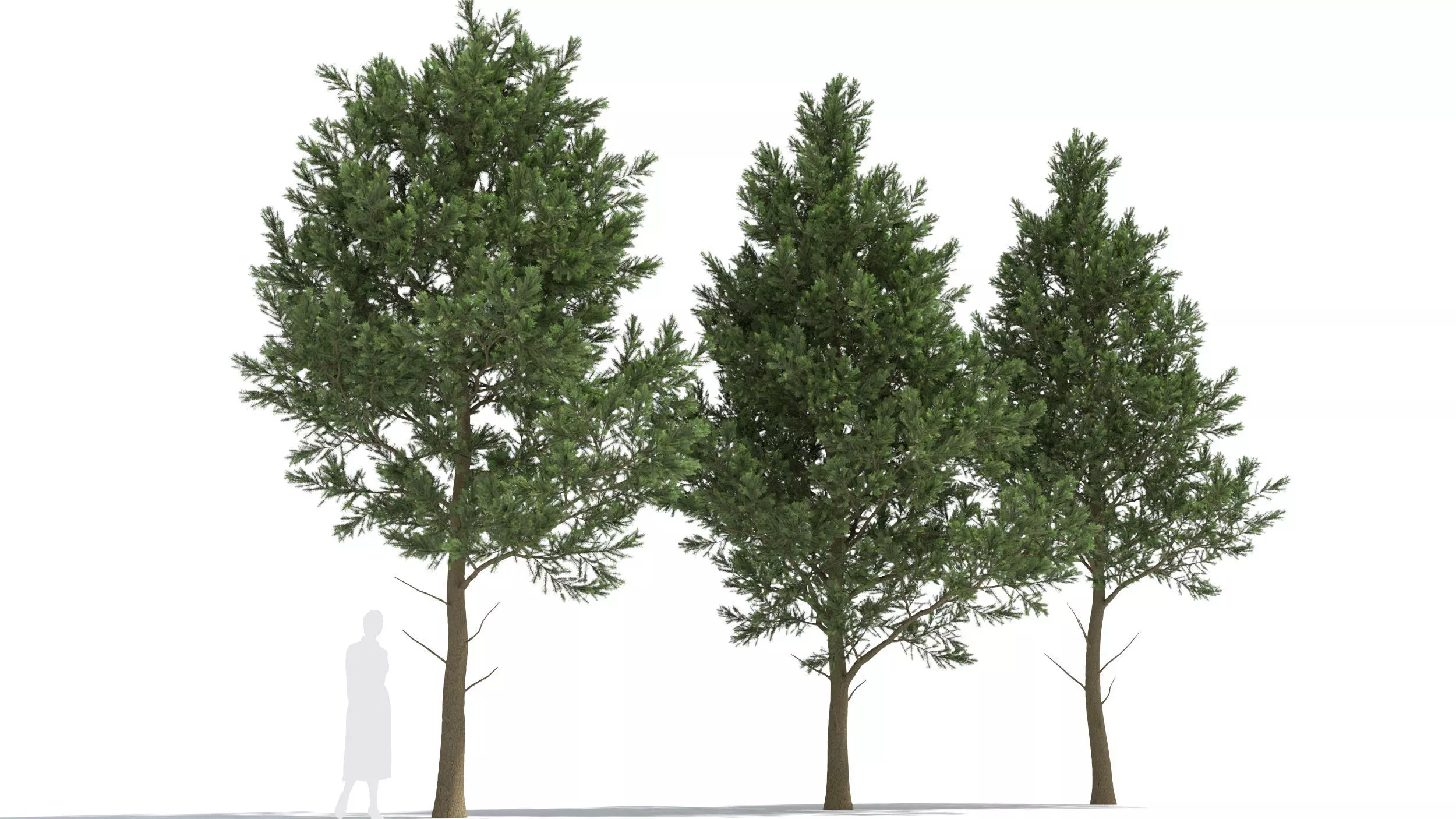 Picea 3D model
