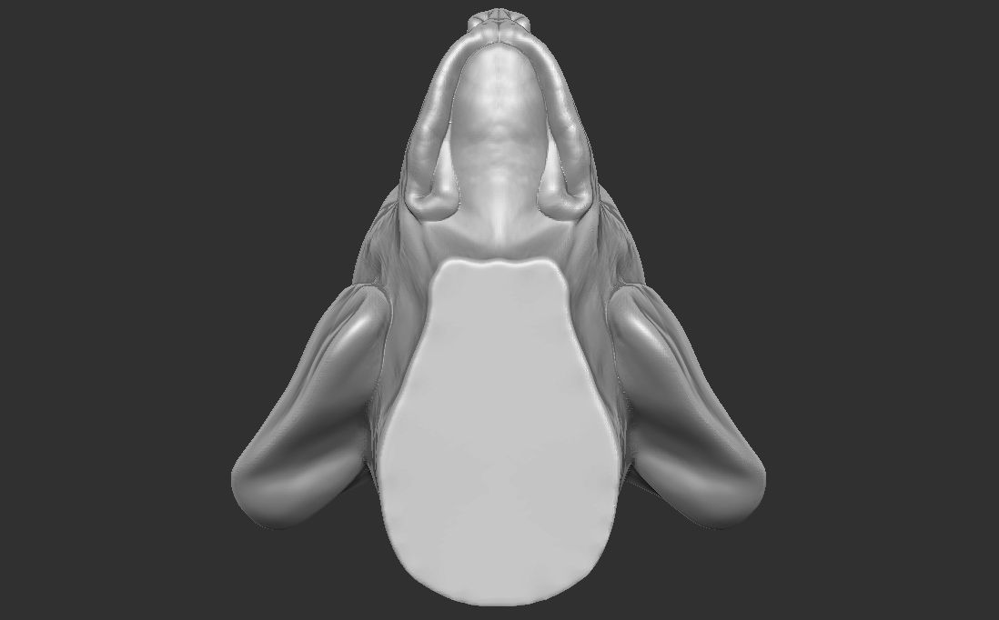 Puppy of Weimaraner dog head for 3D printing 3D print model_21