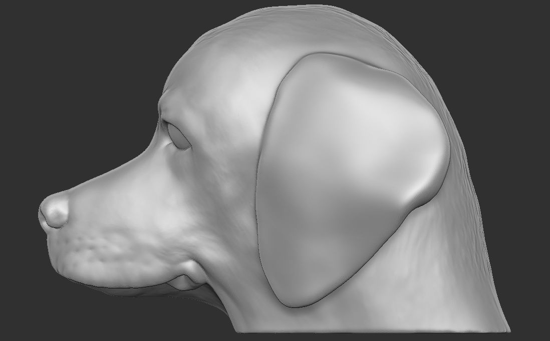 Puppy of Weimaraner dog head for 3D printing 3D print model_13