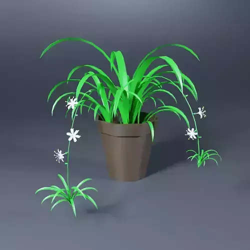 Flower in a pot  Chlorophytum