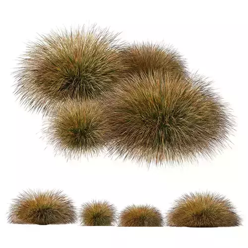 Plants Carex Testacea Orange Sedge Grass Prairie Fire Version4 3D model