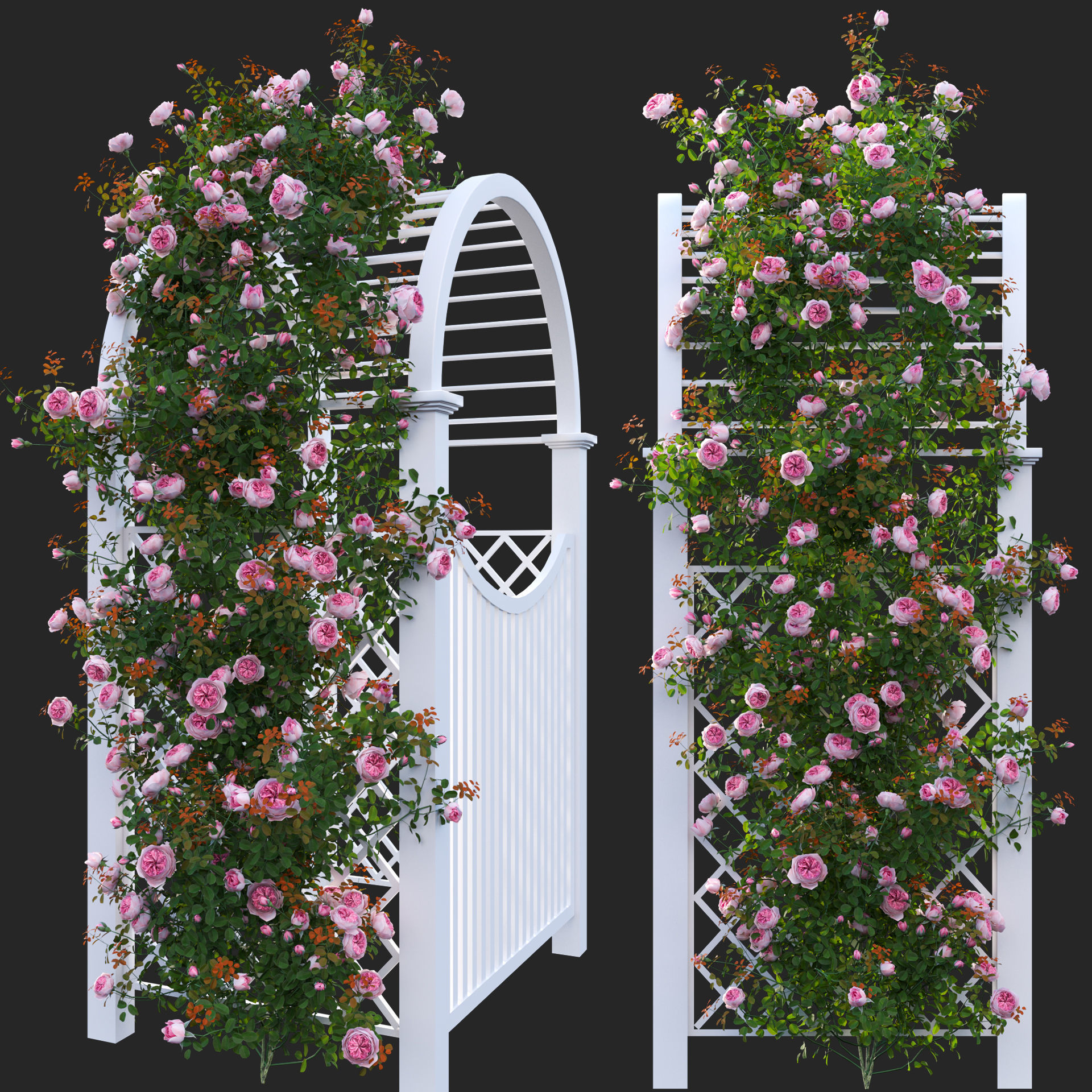 Climbing Rose - Rose Gate 3D model_2