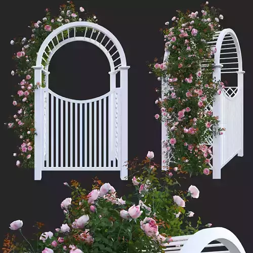 Climbing Rose - Rose Gate