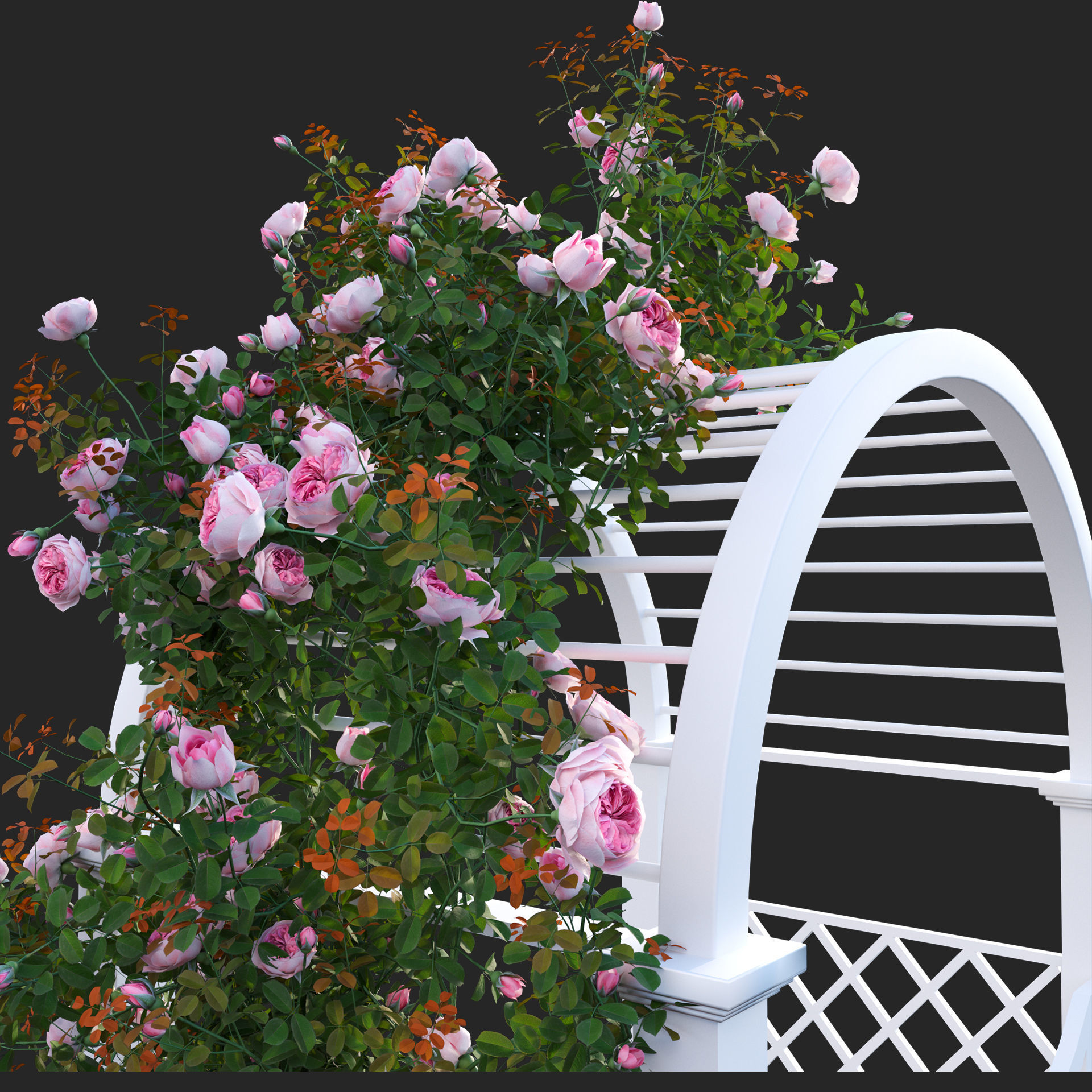 Climbing Rose - Rose Gate 3D model_1